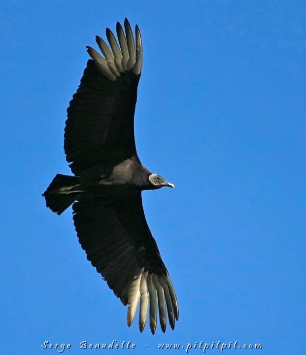 2009-01-10 09-52-45__MG_2086.JPG